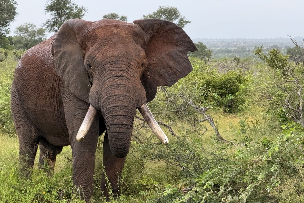 Elephant